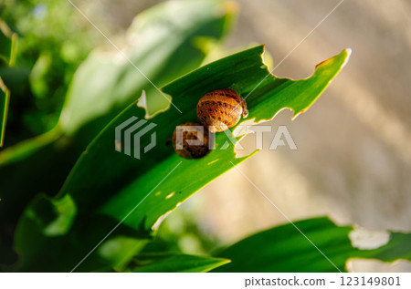 Two Snails on Damaged Leaf in Sunlight Macro Wildlife Photography Two Snails on Damaged Leaf in Sunlight Macro Wildlife Photography 123149801