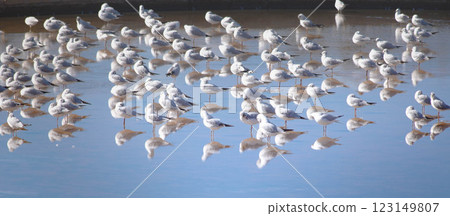 A Flock of Seagulls Resting on Calm Reflective Waters Sunday A Flock of Seagulls Resting on Calm Reflective Waters Sunday 123149807