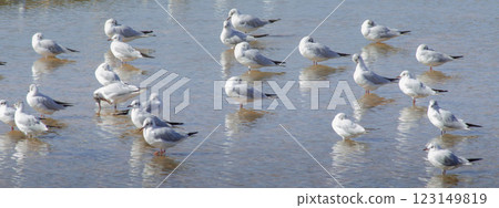Flock of Gulls Wading in Shallow Water with Peaceful Reflections 123149819