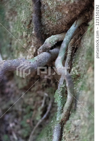 Roots and branches fuse together in a nourishing atmosphere filled with moisture and greenery. 123150292