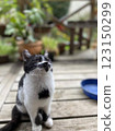 A staring kitten 123150299