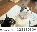 A cat staring at you 123150300