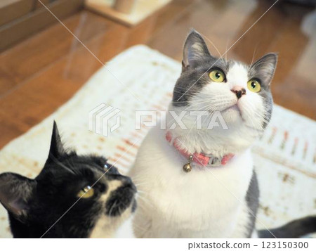 一隻貓盯著你 一隻貓盯著你 123150300