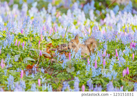 Hokkaido squirrels playing at Urausu Shrine in spring Hokkaido squirrels playing at Urausu Shrine in spring 123151031