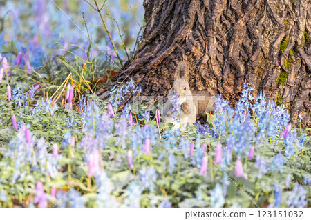 Hokkaido squirrels playing at Urausu Shrine in spring 123151032