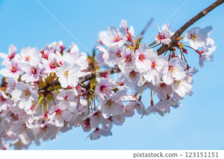 Cherry Blossoms Cherry Blossoms 123151151