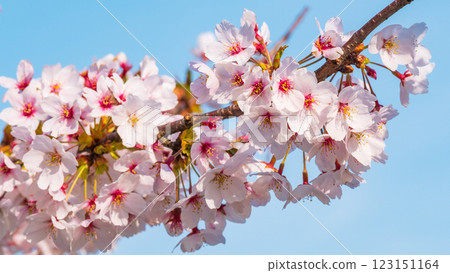 Cherry Blossoms	 123151164