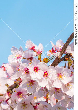 櫻桃樹 櫻桃樹 123151170