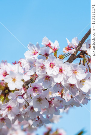 Cherry Blossoms Cherry Blossoms 123151171