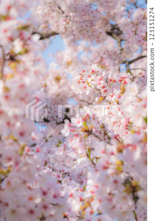 Cherry blossoms (soft focus) Cherry blossoms (soft focus) 123151274