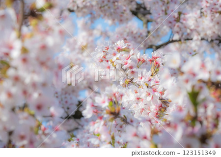 Cherry blossoms (soft focus) 123151349
