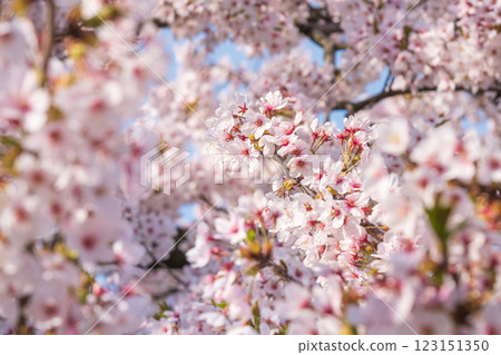 Cherry Blossoms Cherry Blossoms 123151350