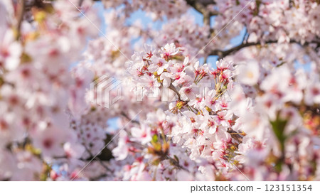 Cherry Blossoms	 123151354