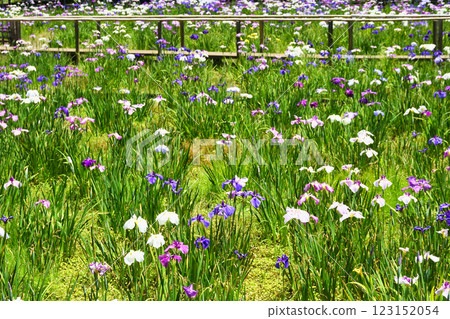 Beautiful irises at Hondo-ji Temple (Matsudo City, Chiba Prefecture) Beautiful irises at Hondo-ji Temple (Matsudo City, Chiba Prefecture) 123152054