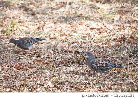 A pair of turtle doves walking through a park in early spring searching for food 123152122