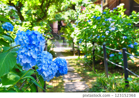 Beautiful hydrangeas at Hondo-ji Temple (Matsudo City, Chiba Prefecture) 123152368