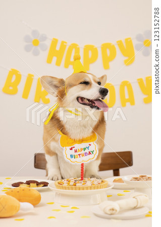 A cute puppy wearing a cone hat and enjoying his birthday 123152788