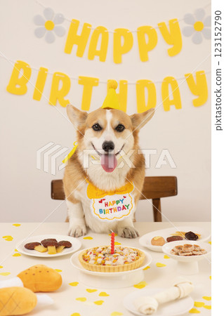 A cute puppy wearing a cone hat and enjoying his birthday 123152790