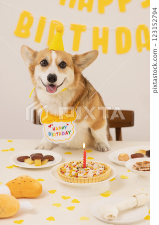 A cute puppy wearing a cone hat and enjoying his birthday A cute puppy wearing a cone hat and enjoying his birthday 123152794