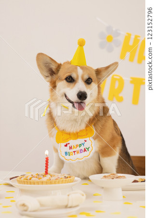 A cute puppy wearing a cone hat and enjoying his birthday A cute puppy wearing a cone hat and enjoying his birthday 123152796