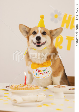 A cute puppy wearing a cone hat and enjoying his birthday 123152797