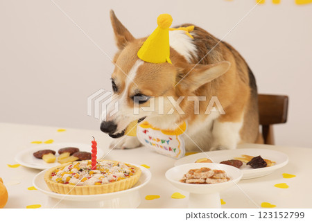 A cute puppy wearing a cone hat and enjoying his birthday 123152799
