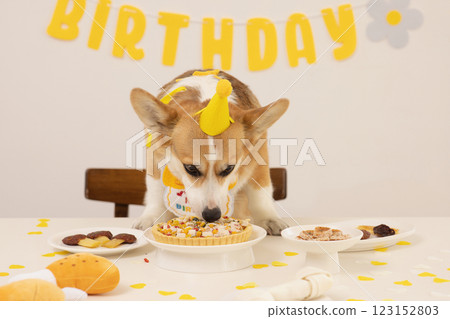 A cute puppy wearing a cone hat and enjoying his birthday 123152803