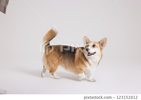 Cute and lovely Welsh Corgi 123152812