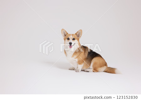 Cute and lovely Welsh Corgi 123152830