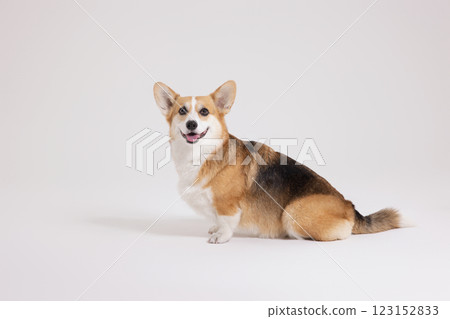 Cute and lovely Welsh Corgi 123152833