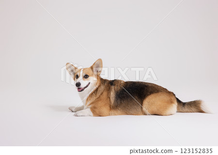 Cute and lovely Welsh Corgi 123152835