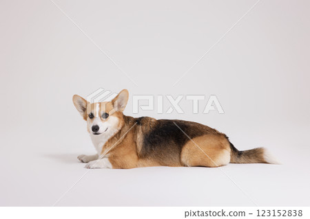 Cute and lovely Welsh Corgi 123152838
