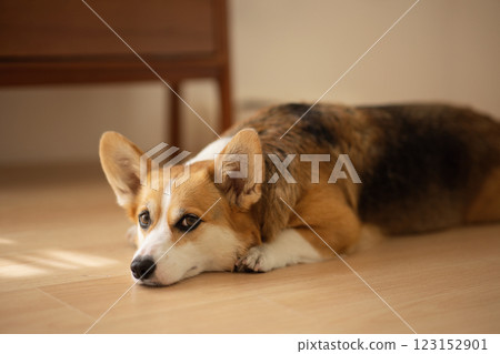 Cute Welsh Corgi lying on the floor 123152901