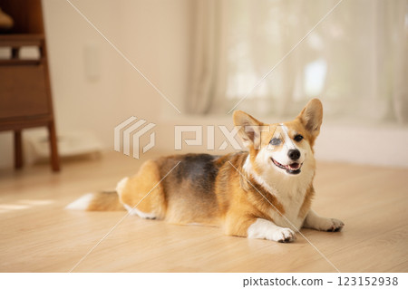 Cute Welsh Corgi lying on the floor 123152938