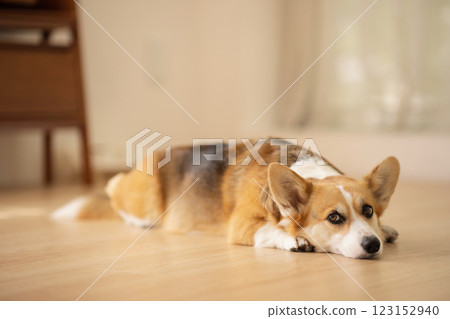 Cute Welsh Corgi lying on the floor 123152940