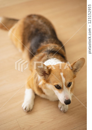 Cute Welsh Corgi lying on the floor 123152955