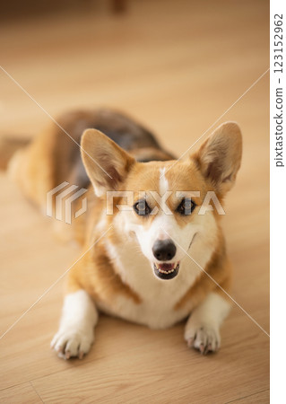 Cute Welsh Corgi lying on the floor 123152962