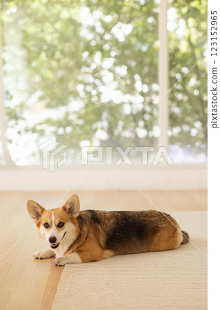 Cute Welsh Corgi lying on the floor 123152965