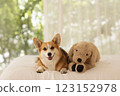 Cute Welsh Corgi lying on bed with doll 123152978