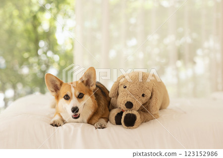 Cute Welsh Corgi lying on bed with doll 123152986