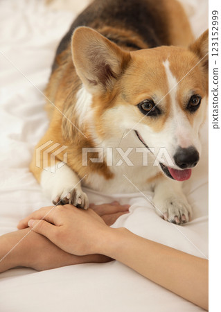 Cute Welsh Corgi lying on bed with doll 123152999