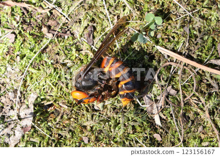 The carcass of a giant hornet The carcass of a giant hornet 123156167