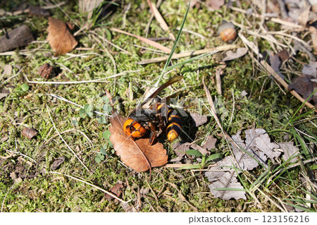 The carcass of a giant hornet The carcass of a giant hornet 123156216