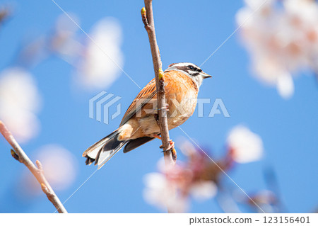 A white-throated sparrow perched on a cherry blossom branch A white-throated sparrow perched on a cherry blossom branch 123156401
