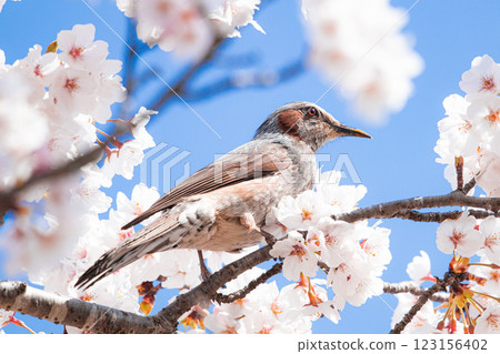 A bulbul perching on a cherry tree A bulbul perching on a cherry tree 123156402