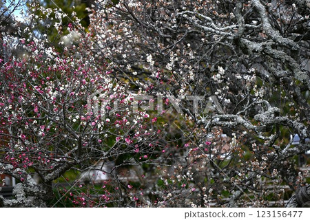 梅花盛開,日本旅遊及旅遊資料 梅花盛開,日本旅遊及旅遊資料 123156477