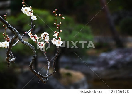 梅花盛開，日本旅遊及旅遊資料 123156478