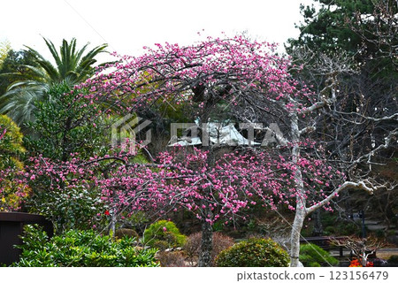 梅花盛開，日本旅遊及旅遊資料 123156479
