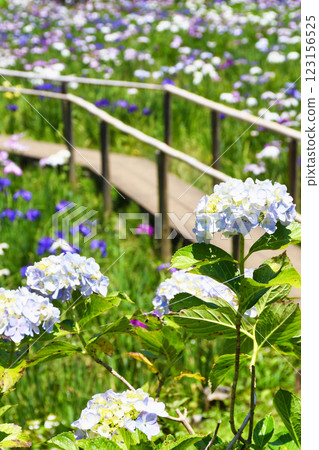Hondo-ji Temple: Beautiful hydrangeas and irises (Matsudo City, Chiba Prefecture) Hondo-ji Temple: Beautiful hydrangeas and irises (Matsudo City, Chiba Prefecture) 123156525