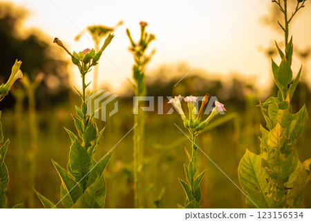 The beauty of the tobacco (Nicotiana tabacum Linn) flower fields in the evening. The beauty of the tobacco (Nicotiana tabacum Linn) flower fields in the evening. 123156534